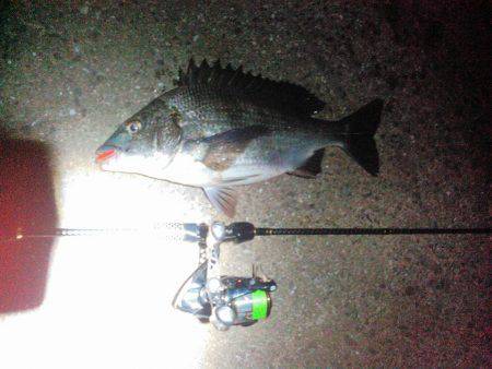 JADEフィッシュ！